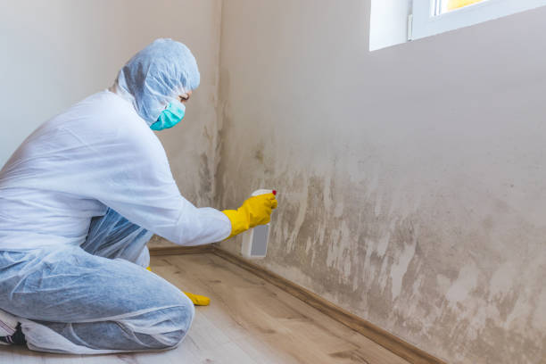 Licensed Basement Mold Remediation service in Palatine, IL - Car Mold Remediation